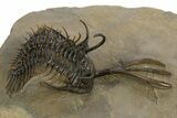 Trident Walliserops Trilobite - Exceptional Preparation #328635-1